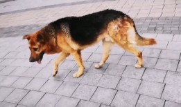 壮壮最新爆料德牧,德牧新技能惊艳亮相